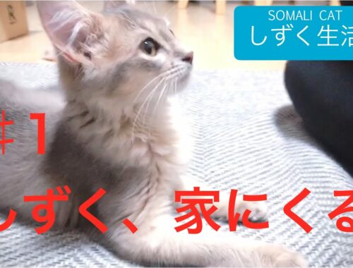 【ソマリ】#1 しずく、家にくる【猫】