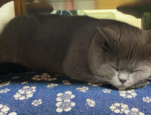 【Brilog 073】㊗️オランダ生活を終えて無事に日本にたどり着いた猫と飼い主の2日間🇯🇵