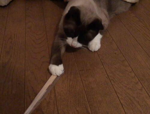 割り箸とスノーシュー  Chopsticks and snowshoe cat