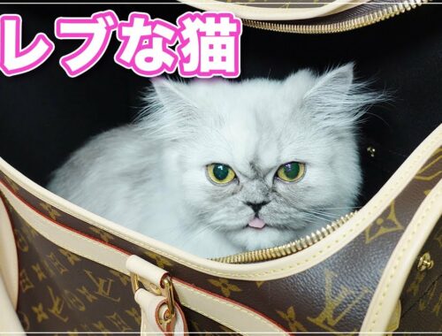 【ステファニーちゃん】セレブな猫さん【チンチラペルシャ】