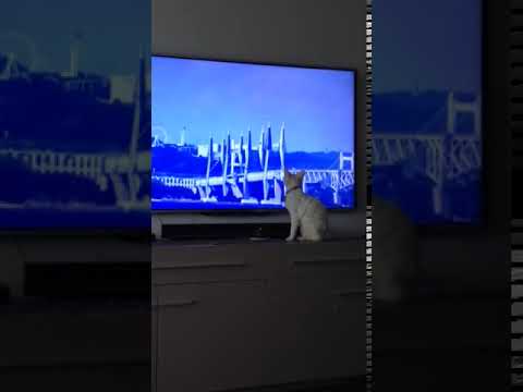 Cat watching TV テレビを見るネコ デボンレックス