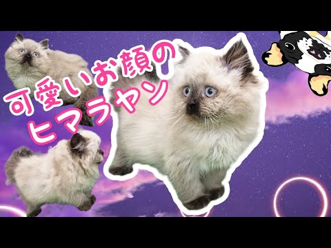 ヒマラヤン・子猫【Mitten府中店】