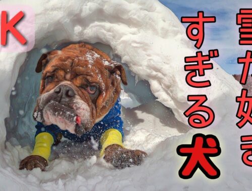 【4K】玉原高原で愛犬達と雪遊び☆スノーシューで玉原へ！