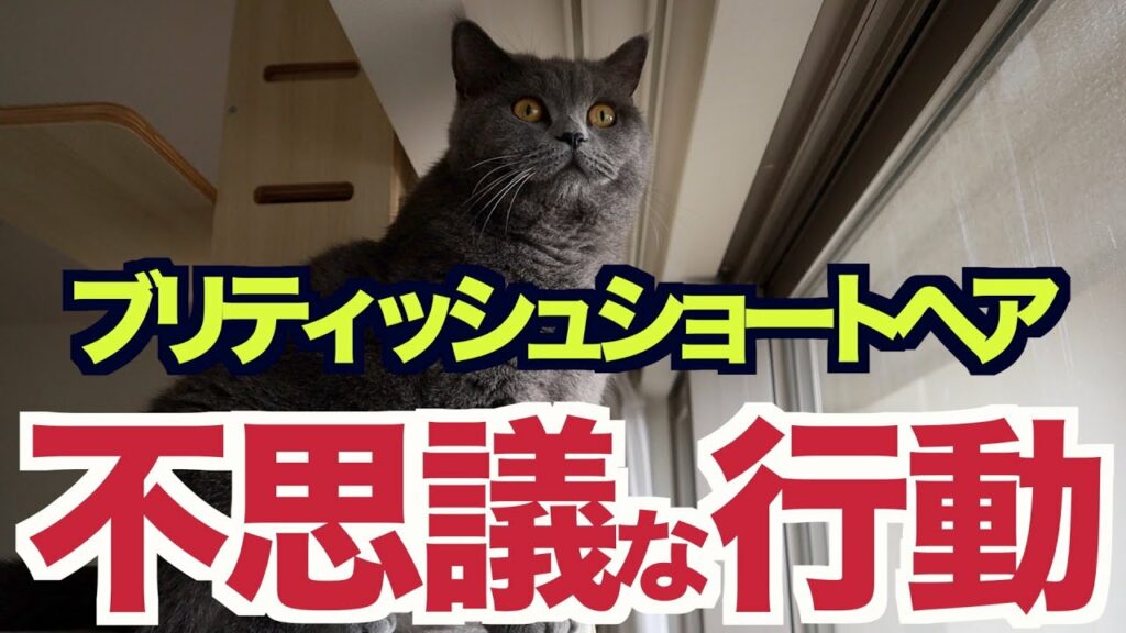 【ブリティッシュショートヘア】不思議な行動〜うちのしぃちゃんはとにかく元気です！〜