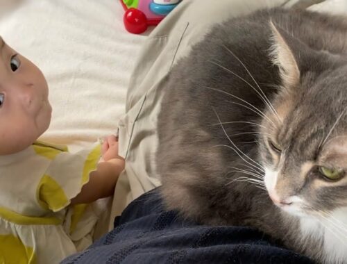 甘え上手でも抱っこは娘にしかさせない猫　ラガマフィンcat that likes to be petted, but only lets daughter hold her. Ragamuffin.