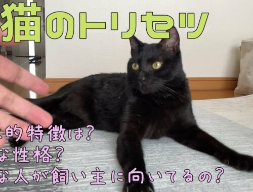 【猫雑学】黒猫の取扱説明書【トリセツ】