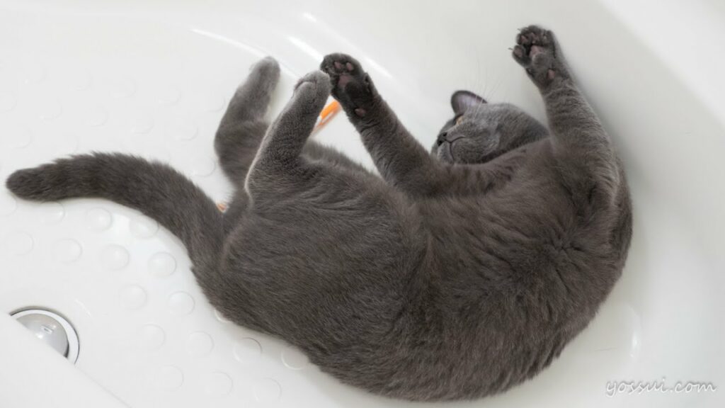 人懐っこくて可愛い猫（シャルトリュー）飼い主と一緒に浴室に入って来る甘えん坊さんです♪