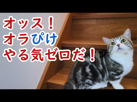 独特な階段の昇り方をする猫(マンチカン) - Cat with a unique way of climbing stairs -