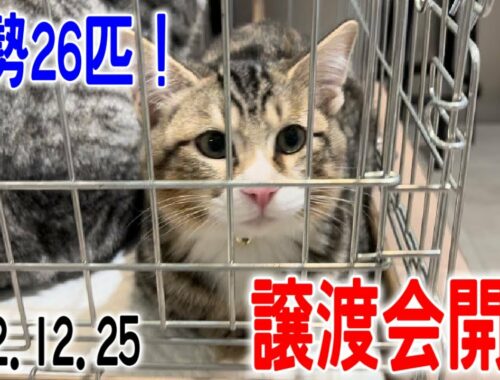 総勢26匹！クリスマス譲渡会の様子【Japanese cat adoption event】