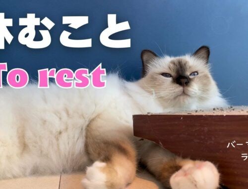 猫の得意な事【休むこと】To rest （バーマン猫）Birman/Cat