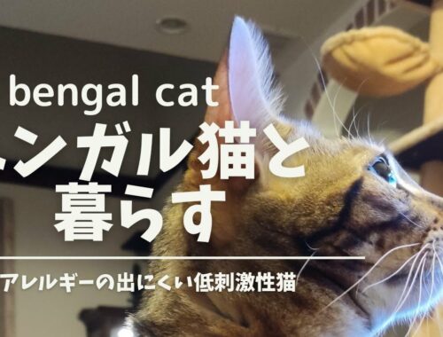 【ベンガル猫】猫アレルギーがあまり出ない猫と、暮らす猫アレルギーの娘
