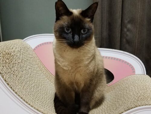 私の大好きなシャム猫/ My favorite Siamese cat