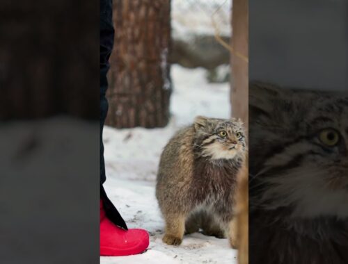 Pallas's cat kitten is hurrying to meet a keeper who brought her juicy and tasty mice!
