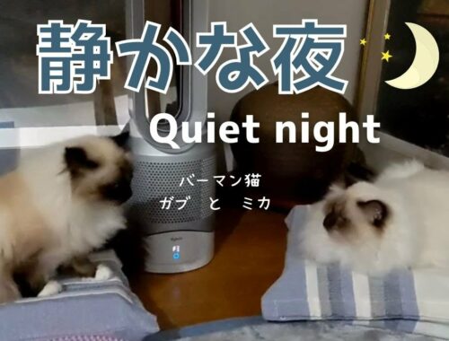 バーマン猫ガブとミカがまったり過ごす【静かな夜】Quiet night（バーマン猫）Birman/Cat
