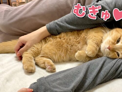 もこもこ布団にとろけた愛猫を抱き枕にしました！