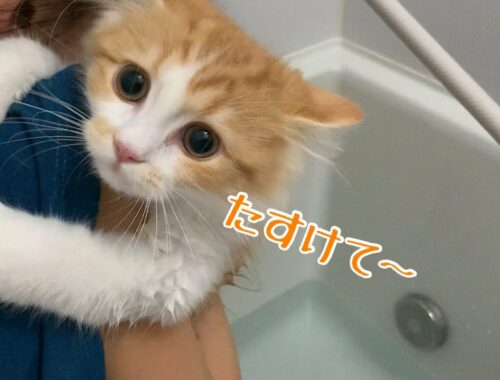 初めてのお風呂に困惑するラガマフィンの子猫がこちらです