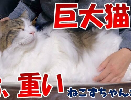 メインクーン「まる」　めっちゃ重いんですねどとっても可愛いんです　ねこずちゃんねる496. #猫 #ねこ #cat #巨猫