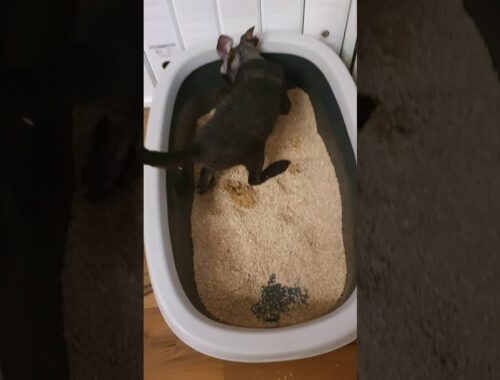 Cornish Rex Kosmo want to show you how good he have learned his most important job!