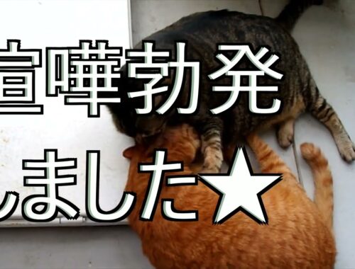 【喧嘩】癒しの猫動画を撮影中、喧嘩勃発❕★【日本猫のにゃらんとギンジ】