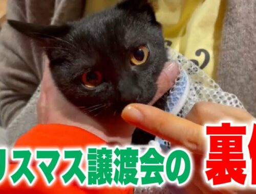 ちゅー猫クリスマス譲渡会の裏側をご紹介させていただきます！【Japanese cat adoption event】