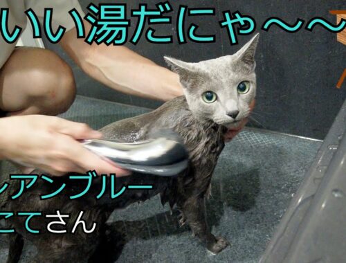 【お風呂】【ロシアンブルー】温かいシャワーが好き（＃71）