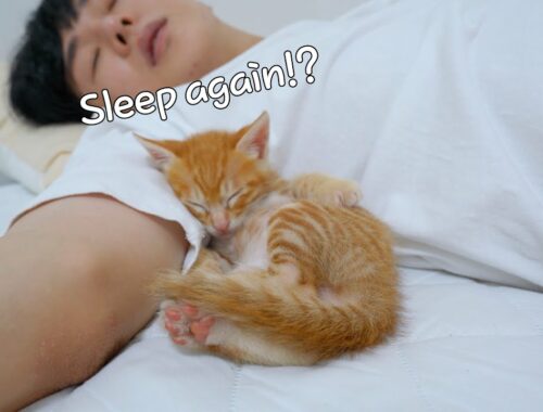 When I sleep, the kitten always sleeps with me
