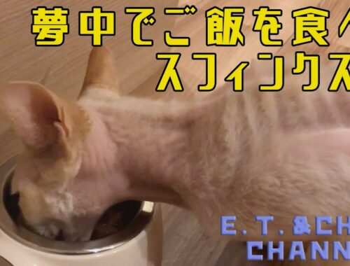 夢中でご飯を食べるスフィンクス猫／Sphinx cat crazy about eating meals