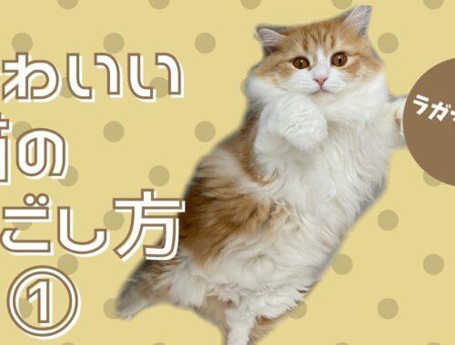 かわいい猫の過ごし方①【ラガマフィン】