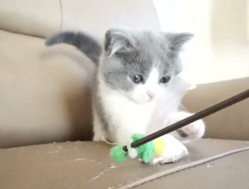 セルカークレックス子猫　2022.9.30産まれ 　ブルー＆ホワイト　　女の子　シーダキャット猫のお店　Selkirk Rex