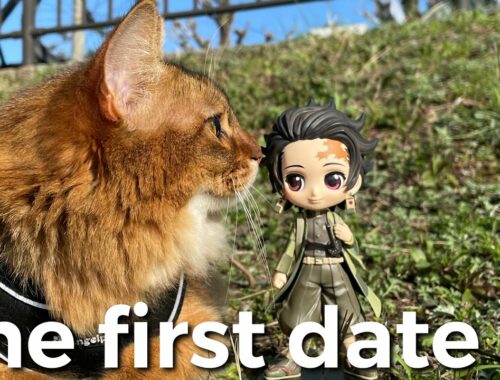 【猫の散歩】初恋をしたソマリ猫のデートについて行ってみた