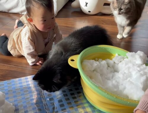 雪を食べ物と勘違いする赤ちゃんと猫　ラガマフィン　Baby and cat mistaking snow for food
