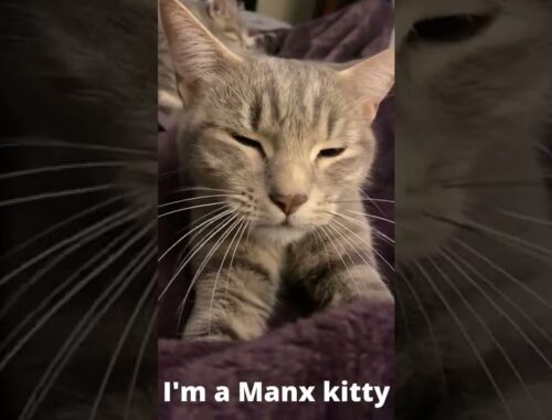 Manx Kitty Cat Explained