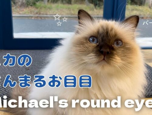 バーマン猫ミカのセルフエステ【ミカのまんまるお目目】Michael's round eyes（バーマン猫）Birman/Cat
