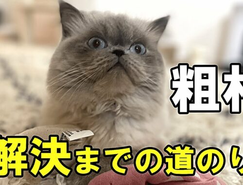 【体験談】急に粗相し始めた猫の対策【ヒマラヤン】