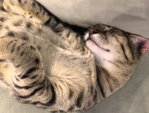エジプシャンマウ子猫 不思議なポーズで寝る