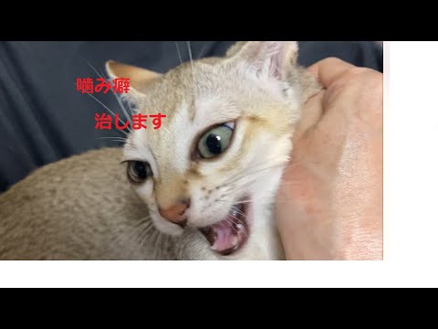 噛み癖を本気で治す!最終手段 #シンガプーラ #子猫 #成猫 #噛み癖 噛み癖を本気で治す!最終手段 #シンガプーラ #子猫 #成猫 #噛み癖