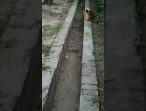 Cute brown cat and cute black cat #pet #animals #Short16