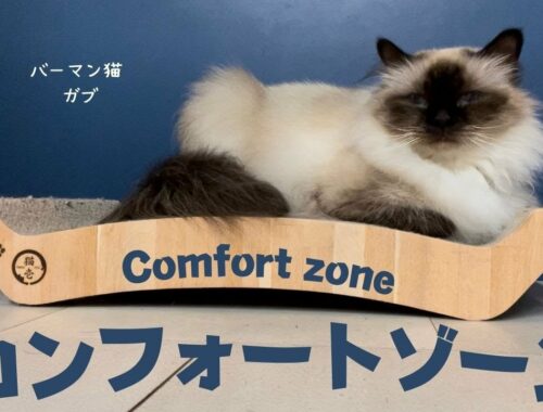 バーマン猫ガブは静かに過ごす【コンフォートゾーン】Comfort zone（バーマン猫）Birman/Cat
