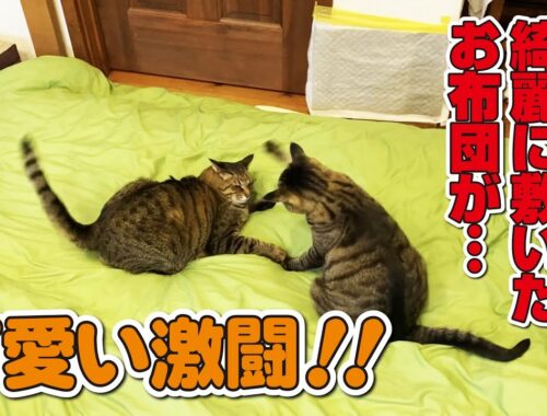 【審判も猫】日本一安心して観戦していられるプロレス会場！