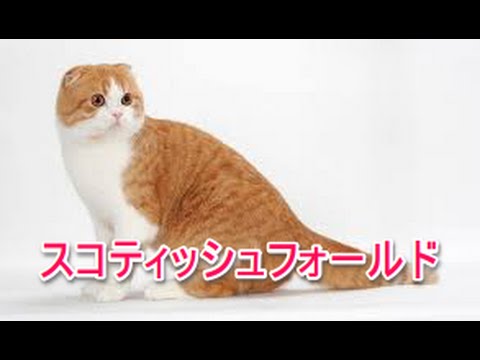 【猫図鑑】スコティッシュホールド
