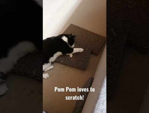 Pom Pom the Manx cat loves to scratch his scratching pad 😂🐱