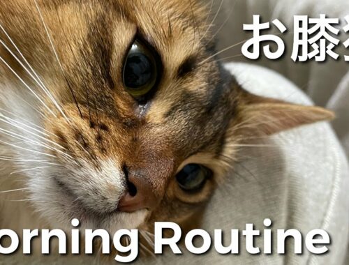 【ソマリ猫アンの性格】甘えた猫のモーニングルーティン
