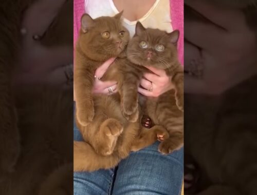 How beautiful are these brown cats🐱🤎