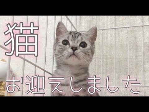 【猫動画】猫お迎えしました！【アメリカンショートヘア】