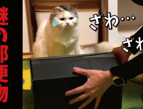 すごい所から謎の黒い箱が届きました…【関西弁でしゃべる猫】
