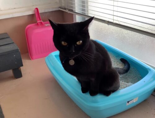 返事する猫ルーシー☆ Black bombay cat（黒のボンベイ猫）