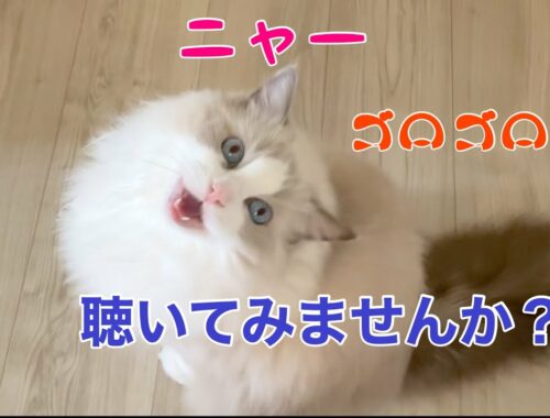 【ラグドールのリリーちゃん】猫の鳴き声・ゴロゴロ