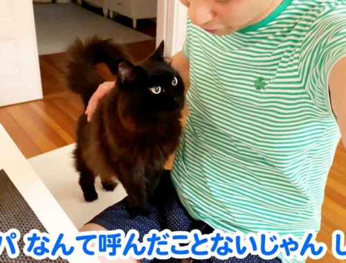 【しゃべる猫】飼い主を日本語で「パパ」と呼ぶ猫【しおちゃん】