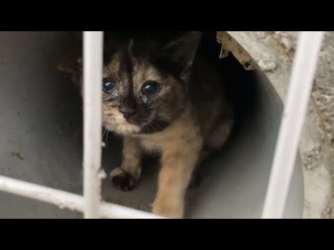 穴の中に住む１匹の子猫を見つけた