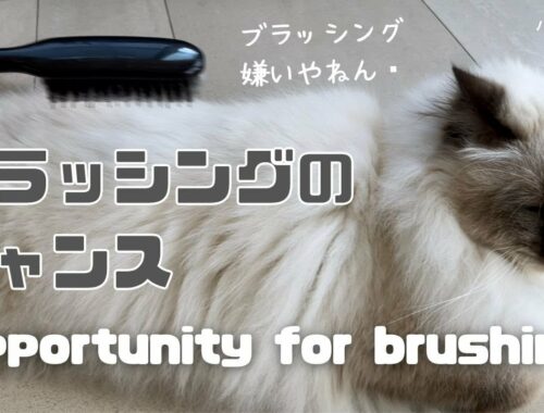 バーマン猫ミカ【ブラッシングのチャンス】Opportunity for brushing（バーマン猫）Birman/Cat